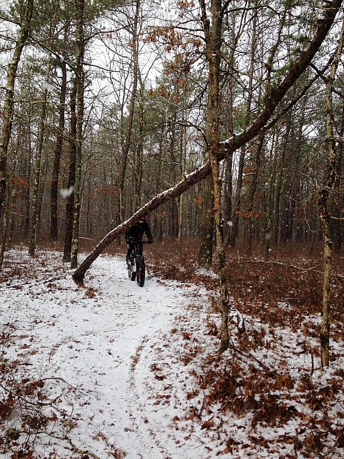 A Snowy Day in the Woods 2