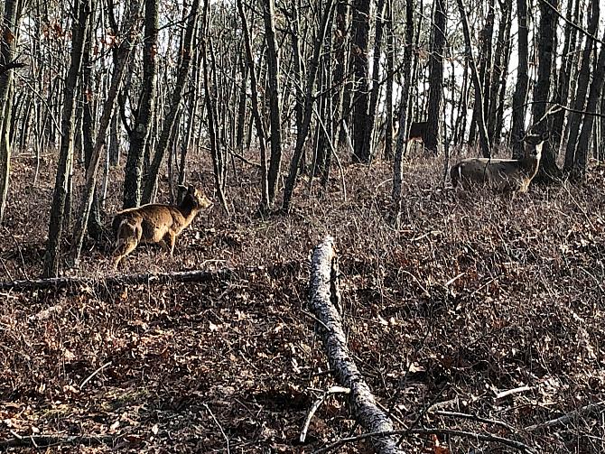 We Had Company Approaching Hunter's Path