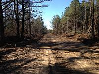 Logging Road